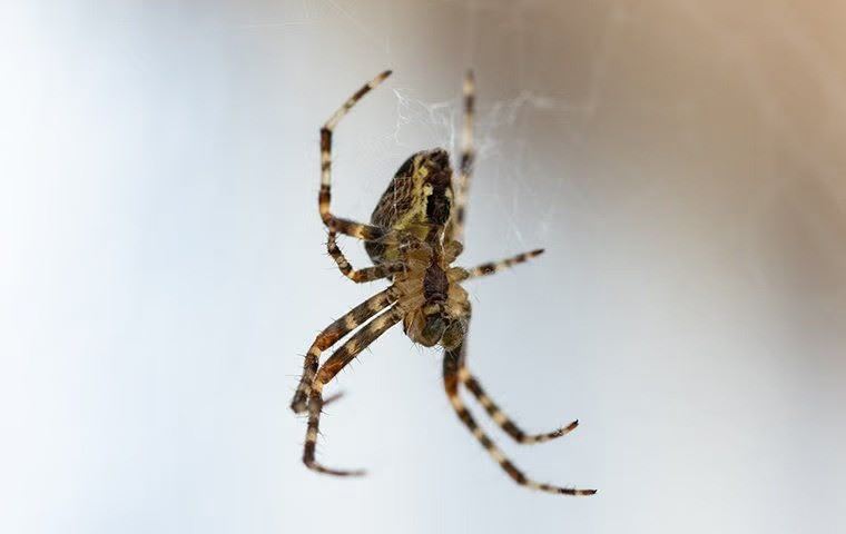 Spider