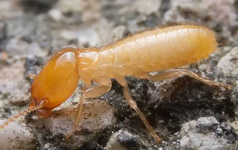 Termites
